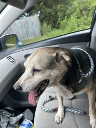 Reunited Male Dog last seen Near County Rd 419 #1201, Oviedo, FL 32766, Chuluota, FL 32766