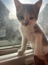 Lost Female Cat last seen Near 1/2 3rd ave nw, Mandan, ND 58554
