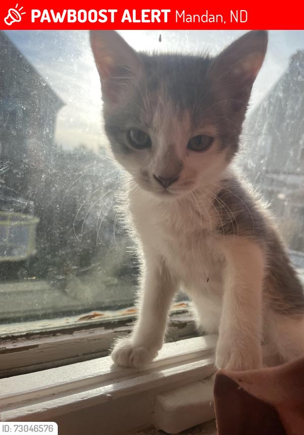 Lost Female Cat last seen Near 1/2 3rd ave nw, Mandan, ND 58554