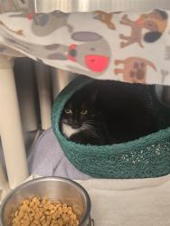 Shelter Stray Male Cat last seen PACIFICA/MERIDIAN, 6443 Oak Canyon, Irvine, CA 92618, USA