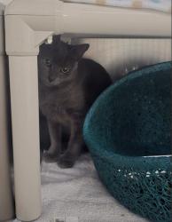 Shelter Stray Male Cat last seen PACIFICA/MERIDIAN, 6443 Oak Canyon, Irvine, CA 92618, USA