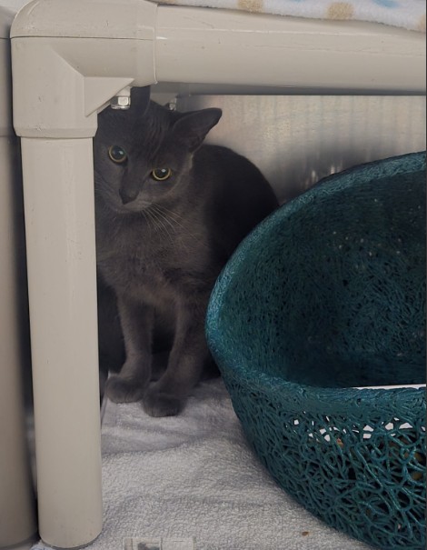 Shelter Stray Male Cat last seen PACIFICA/MERIDIAN, 6443 Oak Canyon, Irvine, CA 92618, USA