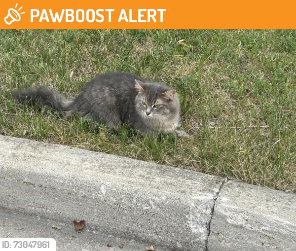 Found/Stray Unknown Cat last seen Nearby Address: East Credit, Mississauga, ON L5V 2W9, Mississauga, ON L5V 2W9