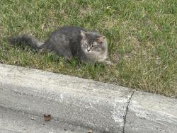 Found/Stray Unknown Cat last seen Nearby Address: East Credit, Mississauga, ON L5V 2W9, Mississauga, ON L5V 2W9