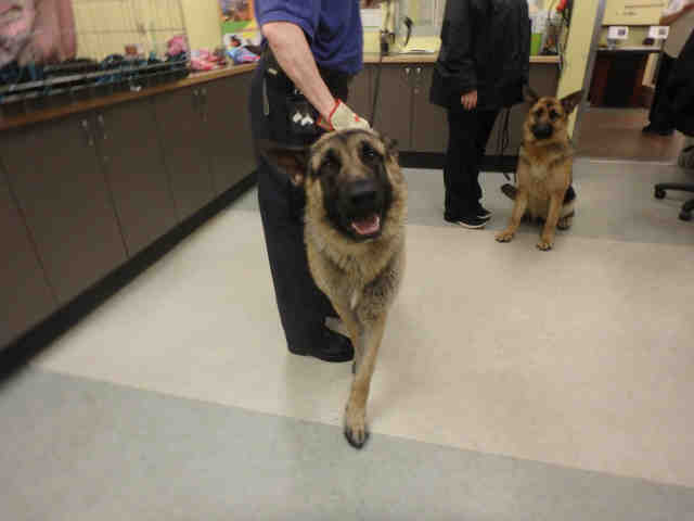 Shelter Stray Male Dog last seen , 14409 Vanowen St, Van Nuys, CA 91405, USA