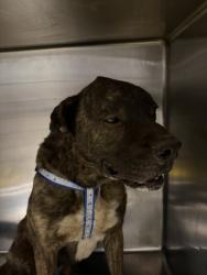 Shelter Stray Male Dog last seen , 14409 Vanowen St, Van Nuys, CA 91405, USA