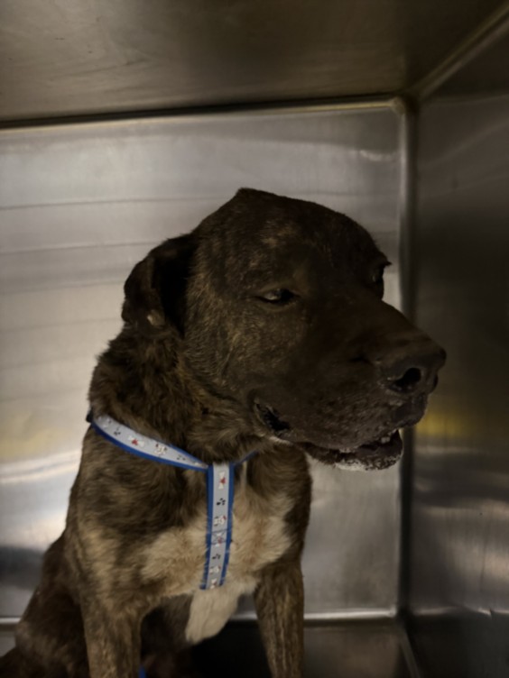 Shelter Stray Male Dog last seen , 14409 Vanowen St, Van Nuys, CA 91405, USA