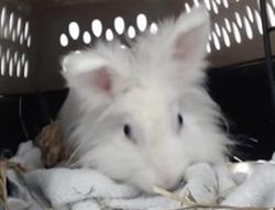 Shelter Stray Female Other last seen POLK X TAYLOR, 1419 Bryant St, San Francisco, CA 94103, USA