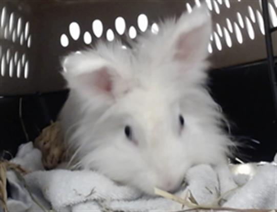 Shelter Stray Female Other last seen POLK X TAYLOR, 1419 Bryant St, San Francisco, CA 94103, USA
