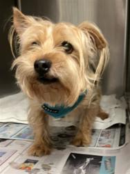 Shelter Stray Male Dog last seen , 14409 Vanowen St, Van Nuys, CA 91405, USA