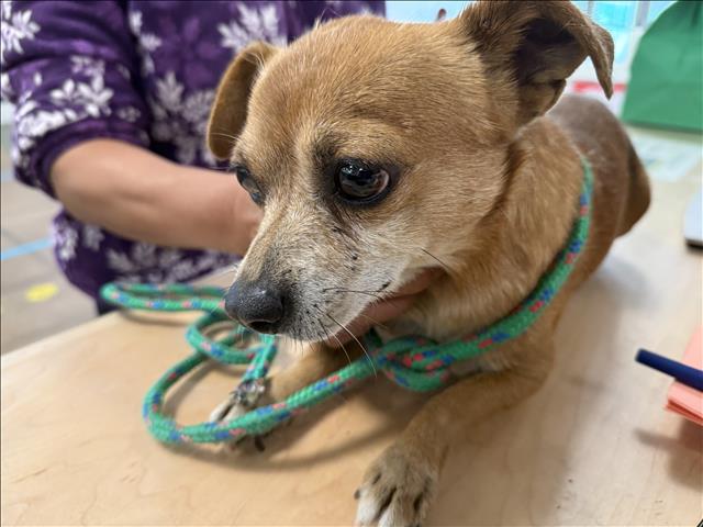 Shelter Stray Male Dog last seen , 14409 Vanowen St, Van Nuys, CA 91405, USA