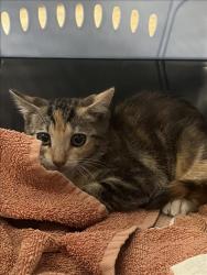 Shelter Stray Female Cat last seen , 957 N Gaffey St, San Pedro, CA 90731, USA