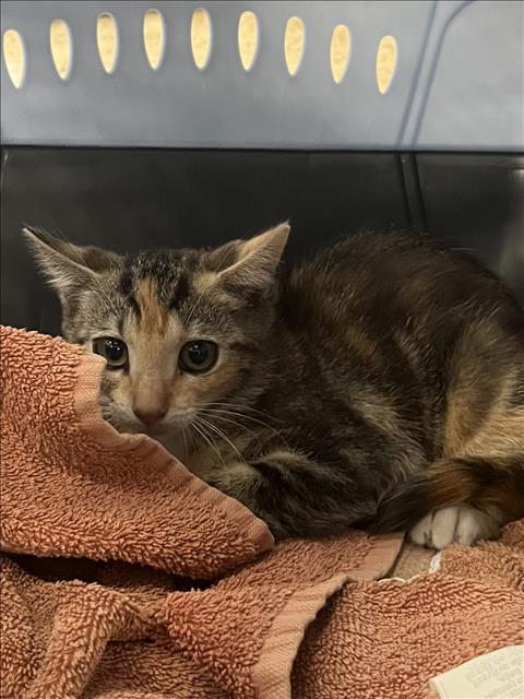 Shelter Stray Female Cat last seen , 957 N Gaffey St, San Pedro, CA 90731, USA