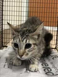 Shelter Stray Female Cat last seen , 957 N Gaffey St, San Pedro, CA 90731, USA