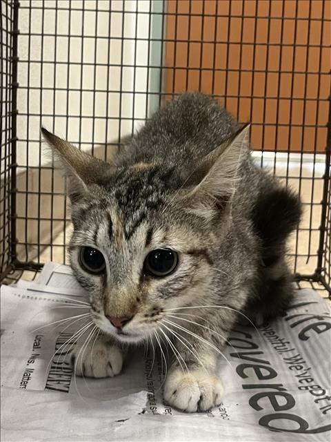 Shelter Stray Female Cat last seen , 957 N Gaffey St, San Pedro, CA 90731, USA