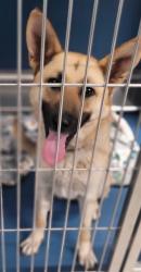 Shelter Stray Female Dog last seen Near BLOCK SOTO DETROIT MI,48238, 7401 Chrysler Dr, Detroit, MI 48211, USA