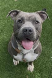 Shelter Stray Male Dog last seen , 1850 W 60th St, Los Angeles, CA 90047, USA
