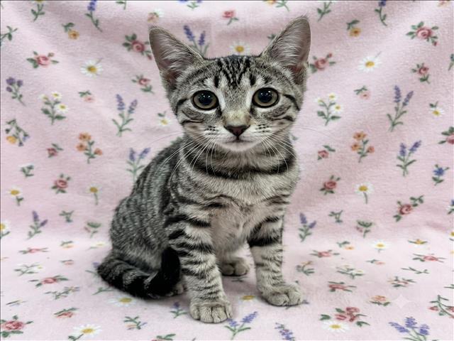 Shelter Stray Female Cat last seen , 1850 W 60th St, Los Angeles, CA 90047, USA