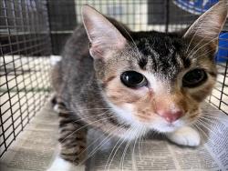 Shelter Stray Female Cat last seen , 1850 W 60th St, Los Angeles, CA 90047, USA
