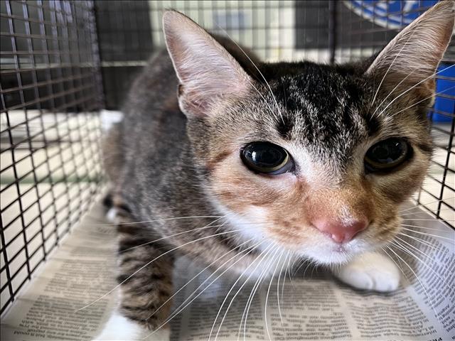 Shelter Stray Female Cat last seen , 1850 W 60th St, Los Angeles, CA 90047, USA