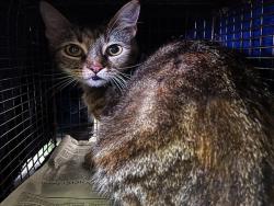 Shelter Stray Female Cat last seen , 1850 W 60th St, Los Angeles, CA 90047, USA