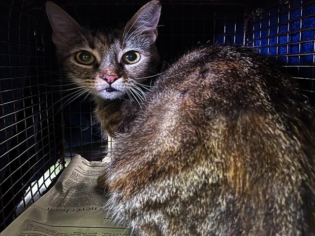 Shelter Stray Female Cat last seen , 1850 W 60th St, Los Angeles, CA 90047, USA