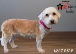 Shelter Stray Female Dog last seen , 1850 W 60th St, Los Angeles, CA 90047, USA