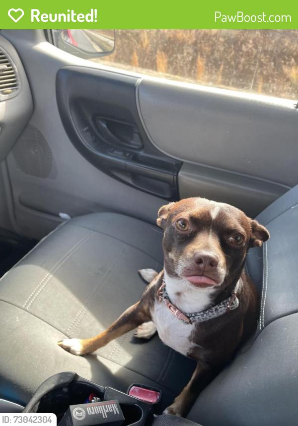 Reunited Female Dog last seen Last seen near the cemetery , Mooresville, NC 28115