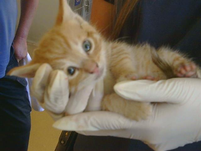 Shelter Stray Male Cat last seen CASMALIA WAY/LA SIERRA DR, 95864, 3839 Bradshaw Rd, Sacramento, CA 95827, USA