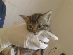 Shelter Stray Male Cat last seen CASMALIA WAY/LA SIERRA DR, 95864, 3839 Bradshaw Rd, Sacramento, CA 95827, USA