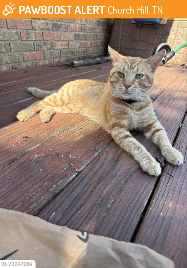 Found/Stray Unknown Cat last seen Cold Comfort Rd., Church Hill, TN 37642