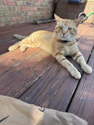 Found/Stray Unknown Cat last seen Cold Comfort Rd., Church Hill, TN 37642
