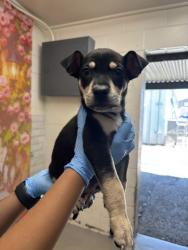 Shelter Stray Unknown Dog last seen Near BLOCK W. FOOTHILL BLVD, 333 Chandler Pl, San Bernardino, CA 92408, USA