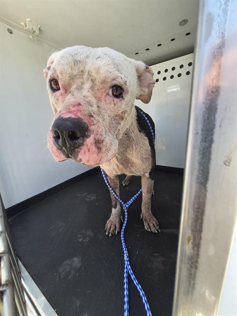 Shelter Stray Male Dog last seen Near BLK TYREE TOLIVER ST, BAKERSFIELD CA, 201 S Mt Vernon Ave, Bakersfield, CA 93307, USA