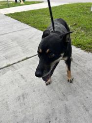 Shelter Stray Female Dog last seen Near BLOCK NW 179TH ST, 3599 NW 79th Ave, Doral, FL 33122, USA