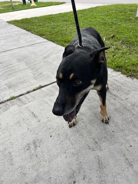 Shelter Stray Female Dog last seen Near BLOCK NW 179TH ST, 3599 NW 79th Ave, Doral, FL 33122, USA