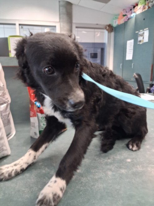 Shelter Stray Male Dog last seen , West Valley Animal Shelter, 20655 Plummer St, Chatsworth, CA 91311, USA