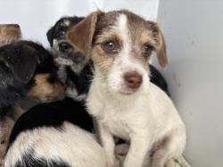 Shelter Stray Female Dog last seen Near BLOCK WITHERS RD, PERRIS, CA, 6851 Van Buren Boulevard, Jurupa Valley, CA 92509, USA