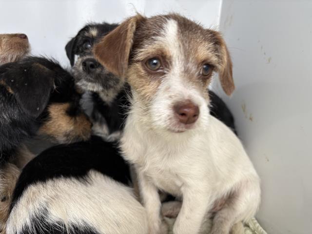 Shelter Stray Female Dog last seen Near BLOCK WITHERS RD, PERRIS, CA, 6851 Van Buren Boulevard, Jurupa Valley, CA 92509, USA