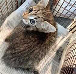 Shelter Stray Female Cat last seen , West Valley Animal Shelter, 20655 Plummer St, Chatsworth, CA 91311, USA