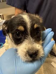 Shelter Stray Male Dog last seen Near BLOCK WITHERS RD, PERRIS, CA, 6851 Van Buren Boulevard, Jurupa Valley, CA 92509, USA