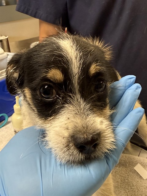 Shelter Stray Male Dog last seen Near BLOCK WITHERS RD, PERRIS, CA, 6851 Van Buren Boulevard, Jurupa Valley, CA 92509, USA