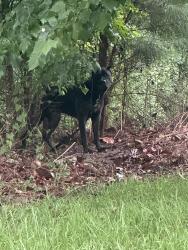Found/Stray Unknown Dog last seen Near Moncrief-Dinsmore Rd Jacksonville, FL 32219 United States, Jacksonville, FL 32219