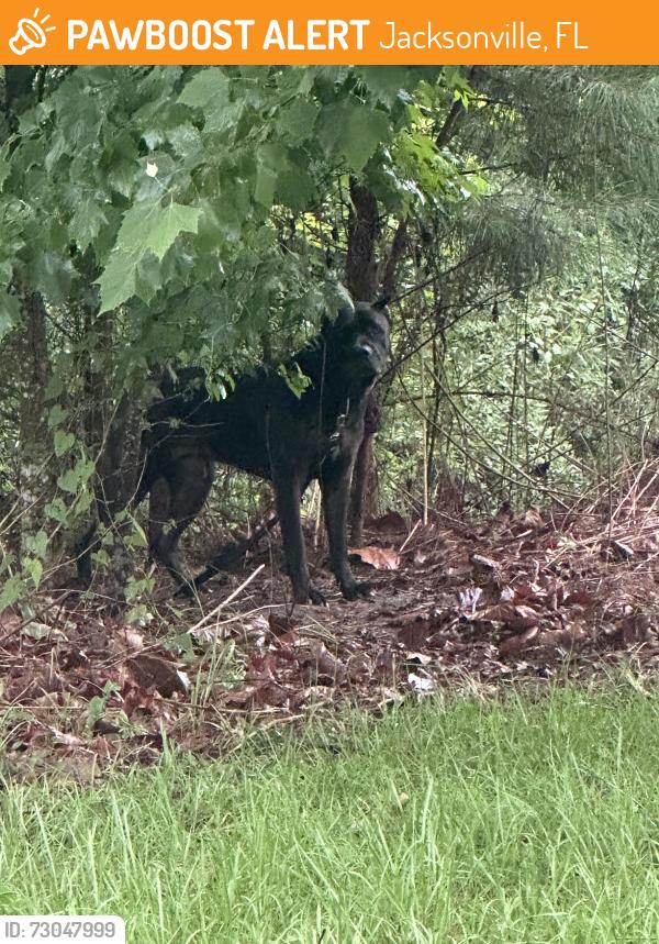Found/Stray Unknown Dog last seen Near Moncrief-Dinsmore Rd Jacksonville, FL 32219 United States, Jacksonville, FL 32219