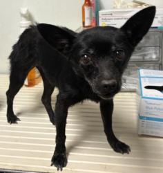 Shelter Stray Female Dog last seen Near BLOCK BLOSSOM ST, BAKERSFIELD CA 93306, 3951 Fruitvale Ave, Bakersfield, CA 93308, USA