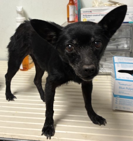 Shelter Stray Female Dog last seen Near BLOCK BLOSSOM ST, BAKERSFIELD CA 93306, 3951 Fruitvale Ave, Bakersfield, CA 93308, USA