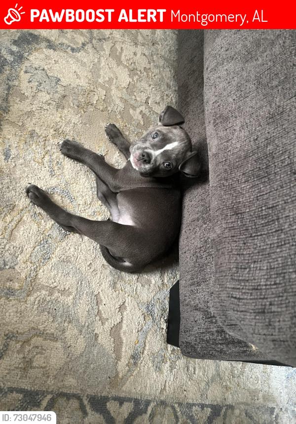 Lost Female Dog last seen woodly, Montgomery, AL 36116