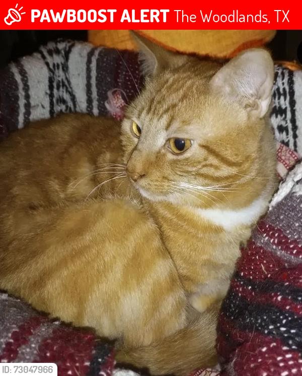 Lost Male Cat last seen Panther Creek , The Woodlands, TX 77381