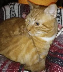 Lost Male Cat last seen Panther Creek , The Woodlands, TX 77381