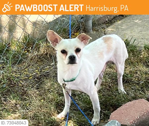 Found/Stray Male Dog last seen 29th and Derry St , Harrisburg, PA 17111